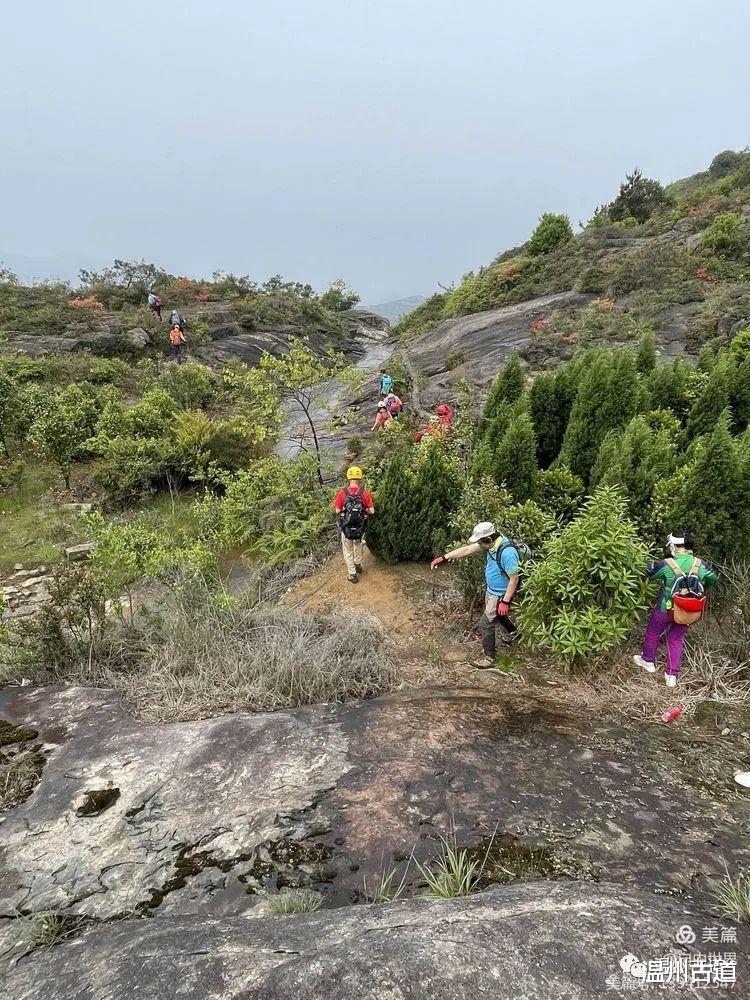 大罗山|大罗山有条“眼镜蛇”，你见过吗？