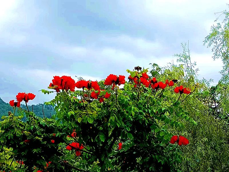 |景东“火焰红” 秋天里的“一把火”