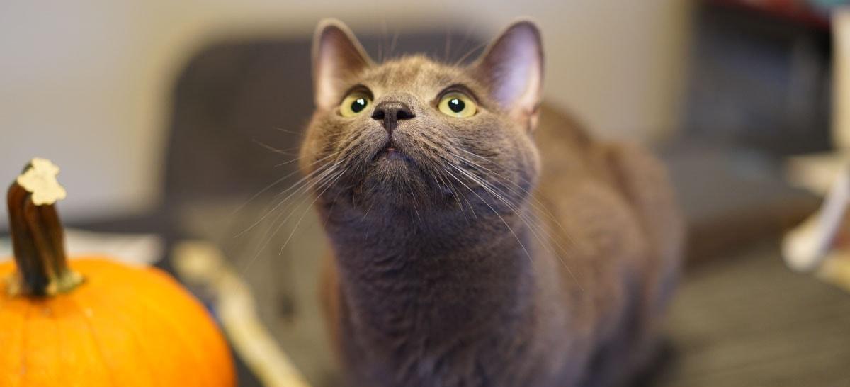 人类消失一万年后,一切都不见了,只有“它”还在