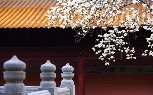 普通花朵拍摄出诗意美,摄影新手学点高级的,让照片更有意境