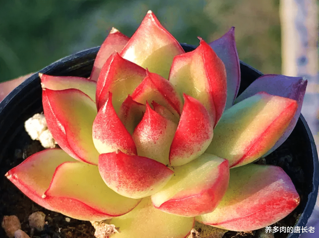 |多肉梦幻女王,上色后如凤眼藏琥珀,似朱唇点樱桃,果真梦幻十足