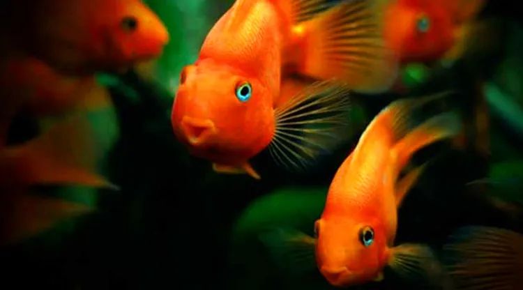 家居装饰摆放秘诀,很多人都不知道!赶紧来看看