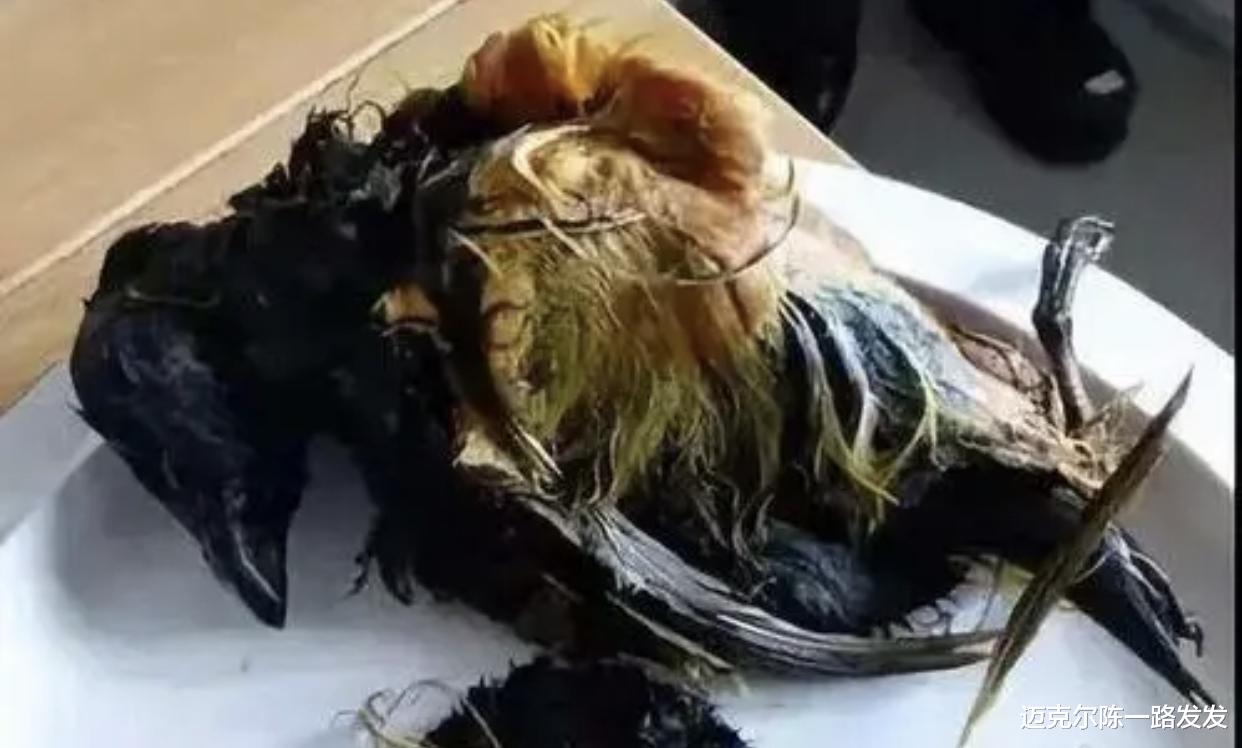 鲱鱼罐头|没有最臭只有更臭 臭界“玄冥二老”瑞典鲱鱼罐头与因纽特人的腌海雀大比拼