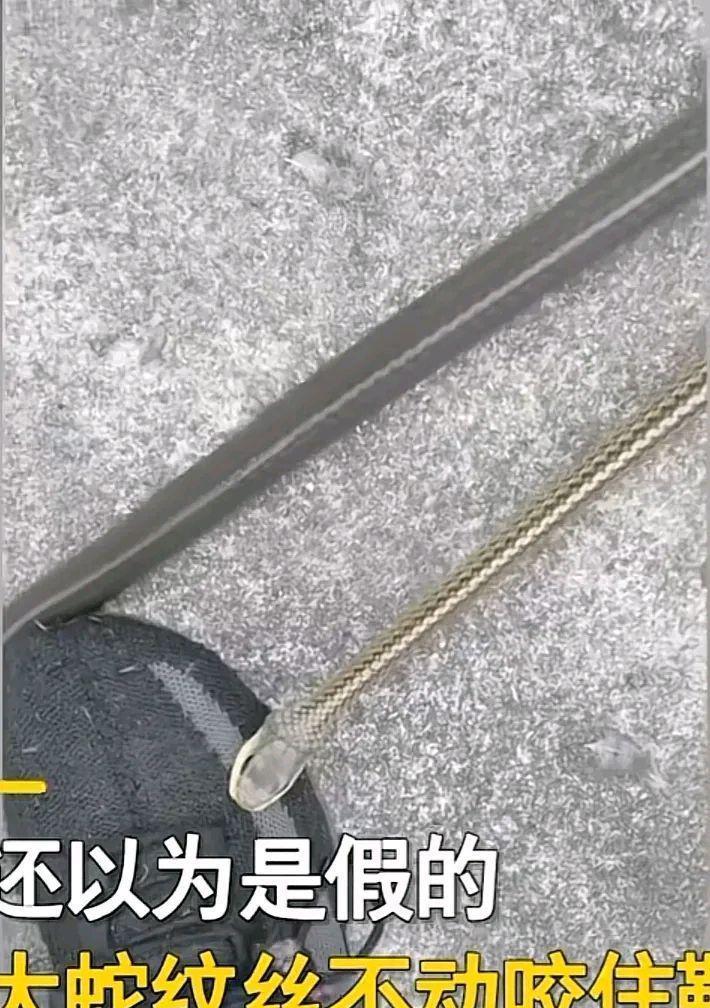 路边1米多长大蛇咬住男子鞋子