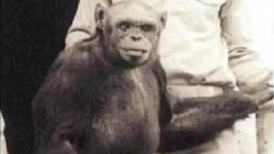 黑猩猩奥利弗：个别染色体发生突变，与人类基因相似性只差1.2%