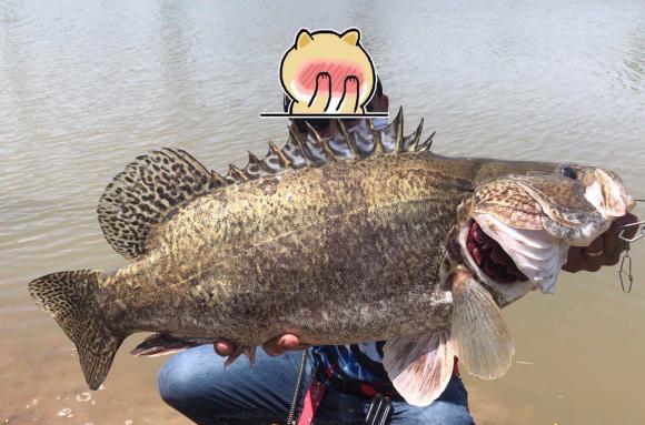 长江|可惜了！罕见大鳜鱼死亡搁浅江边，钓鱼人：老死的