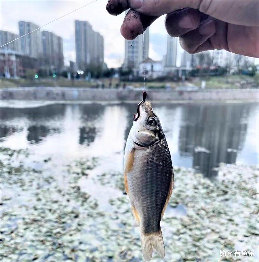 饵料|钓鱼选浮漂很简单，注意这2点，鱼口清晰又漂亮