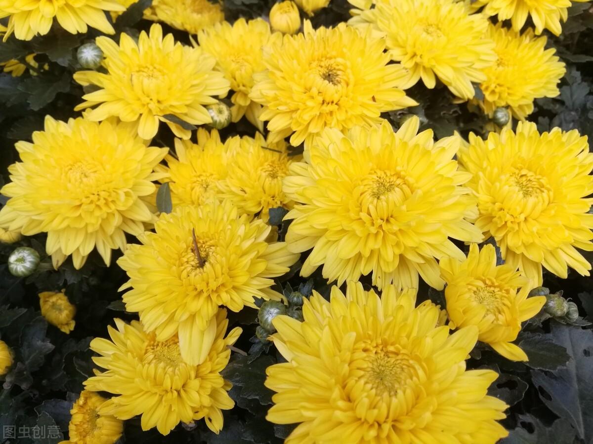 荷花|郭进拴|故乡的抱玉河