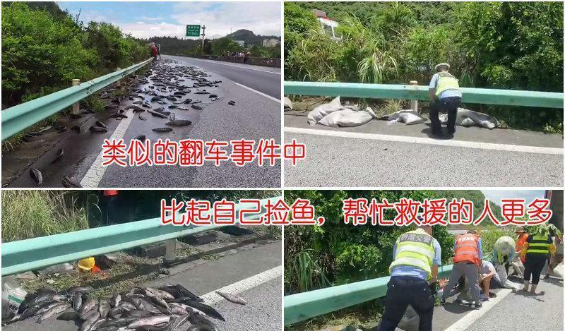 运鱼车翻了,草地上都是“大板鲫”,男子捡鱼回家遭吐槽