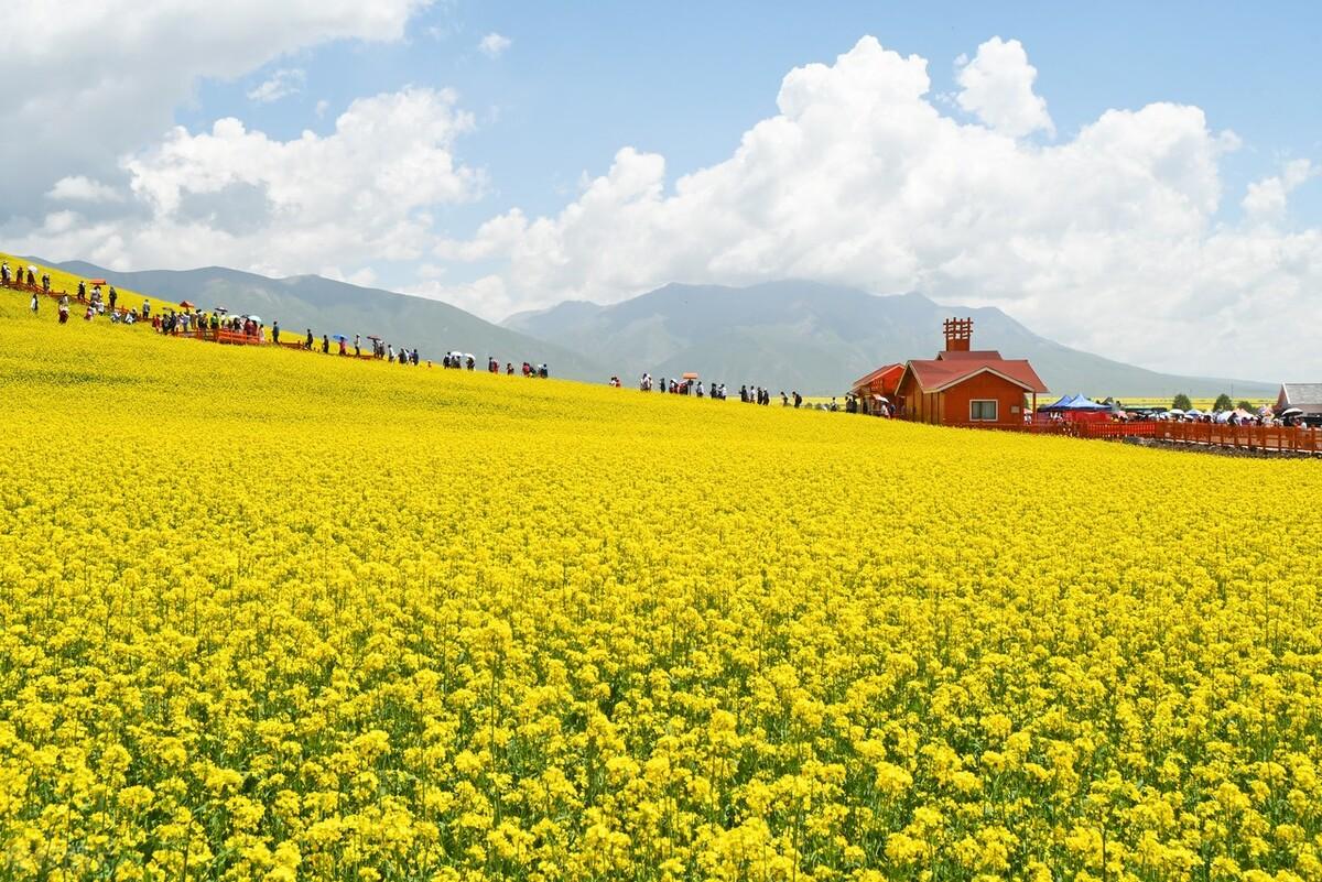 门源油菜花|郭进拴|门源油菜花