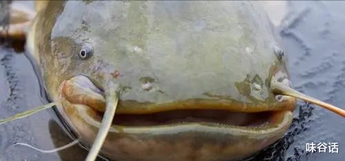 长宁|江西男子野钓收获“米级”巨型鲶鱼，脑袋比人的头大，网友：放生