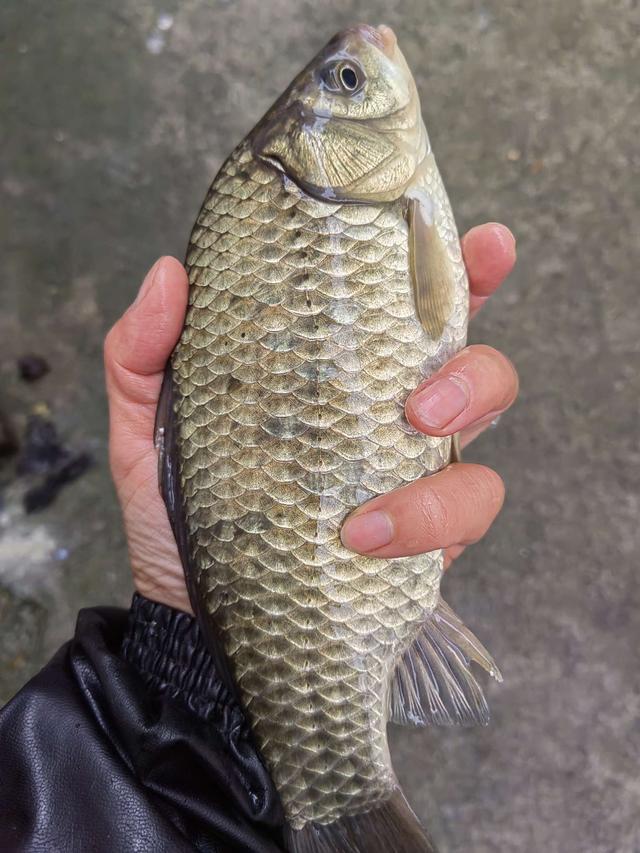 空军|火树银花闹元宵，大板鲫闻讯而来！
