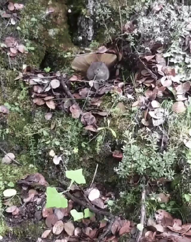 宫崎骏|宫崎骏的龙猫打伞原来是真的!网友偶遇“打伞”龙猫,画面太可爱