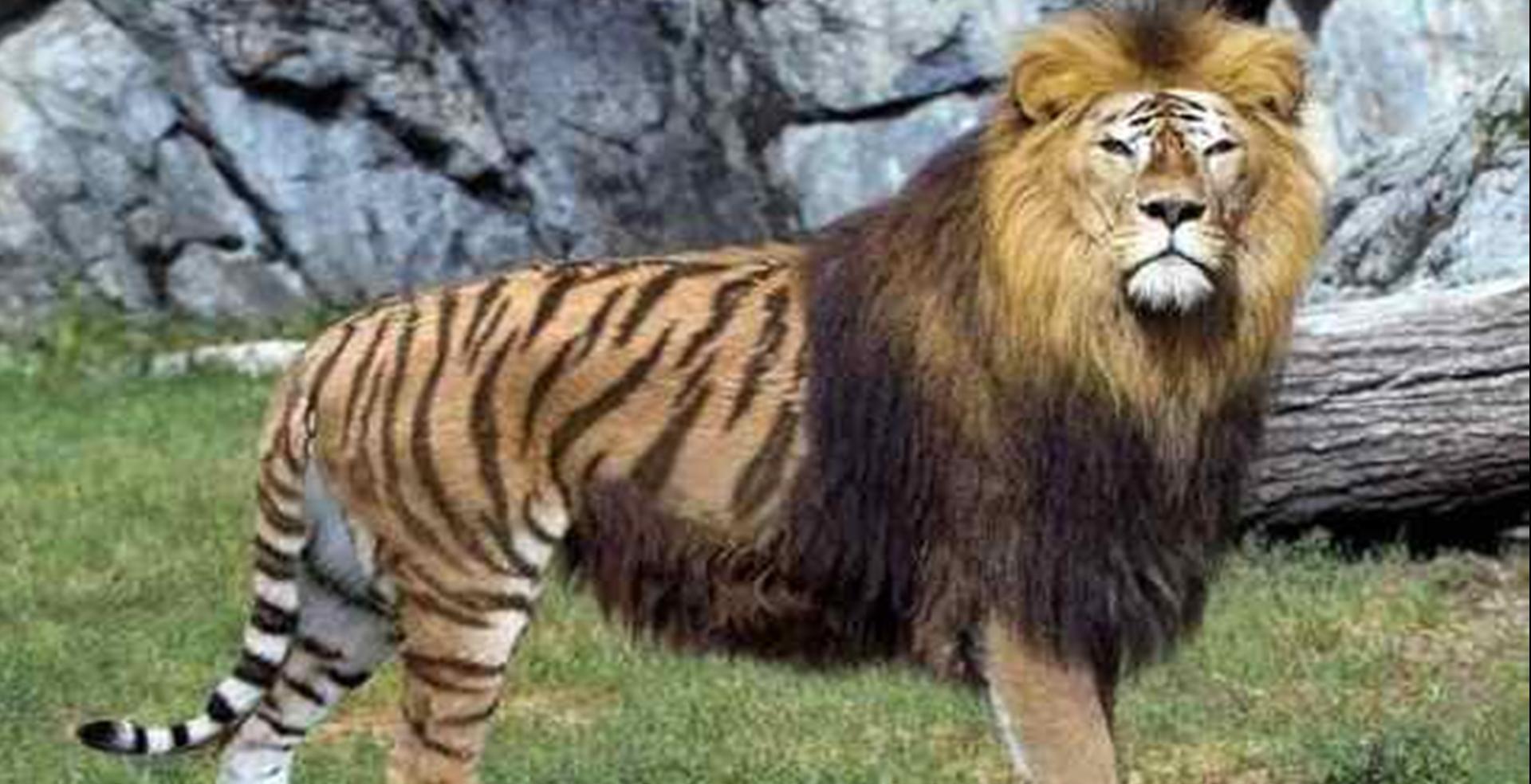 盘点所有猫科动物的杂交品种，你不会只知道狮虎兽吧？