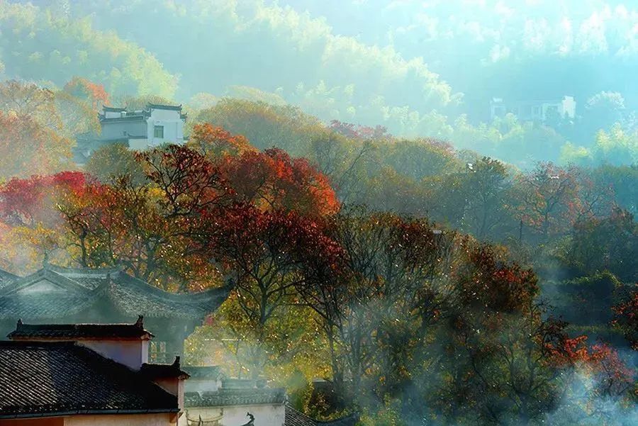 柿子|秋风起，秋色染，雾里乡村——坡山秋景美如画，皖南！