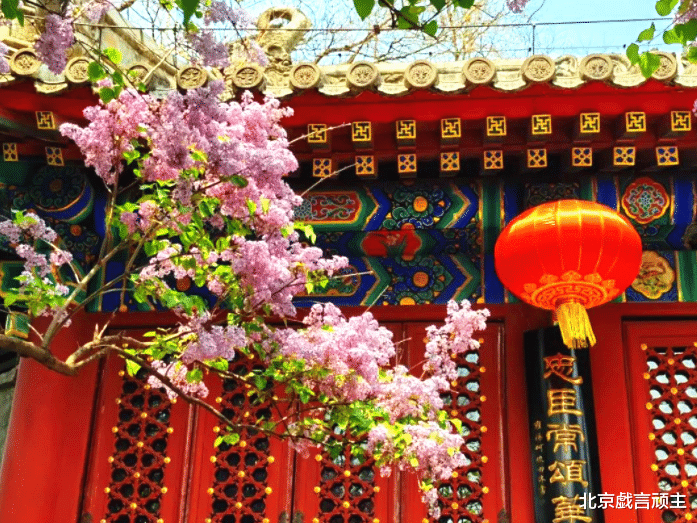 油菜花|老北京的美景，禅院花香，法源寺丁香，智化寺梨花，令人叹为观止