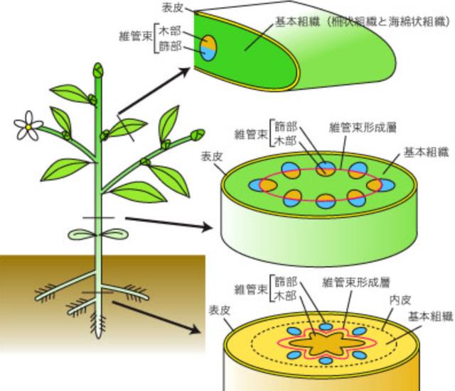 世间最变态的生物是什么?是蝴蝶!最残忍的生物还是蝴蝶