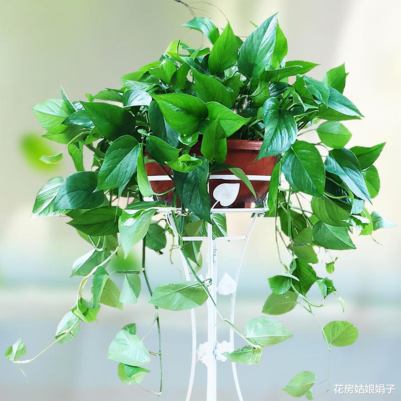 客厅里养花，尽量不要选这4种，控制不住株型，会越长越难看