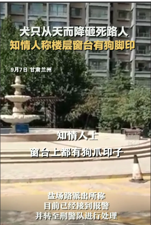 “高空坠狗砸死女子，必须严惩狗主人！”