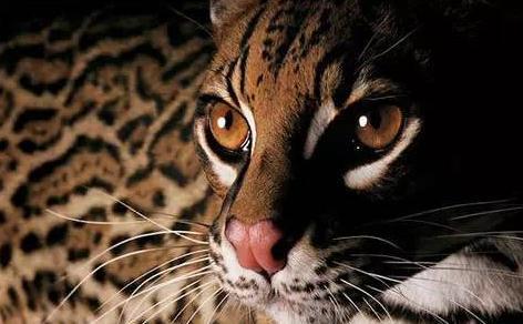 老汉救豹猫幼崽,3年后儿子为要钱将其打伤,豹猫护主将其抓伤