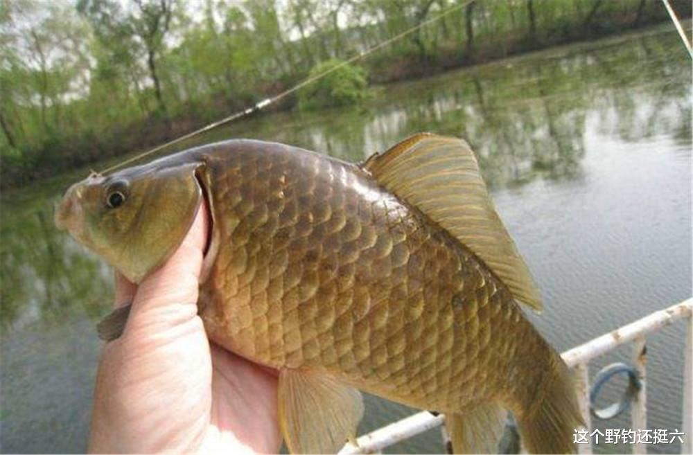 |上鱼窗口期有变？你选对出钓时间了吗？总没口，没摸清鱼情是硬伤