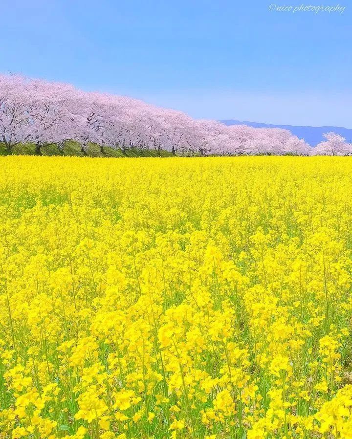 埼玉县|日本社交网络上点赞最多的美景前10，竟然是这些地方