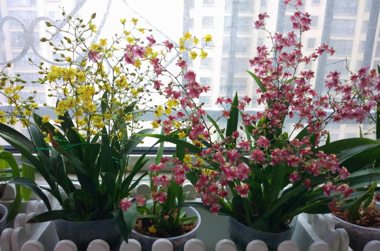 奶奶对我说，卧室别养7类花，仔细想一想，不是“迷信”是科学