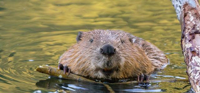 25个保护区,8千个特有物种,大西洋森林的环境为何备受威胁?