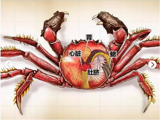 同是水生生物,为何只有蟹心是“极寒”不能吃?