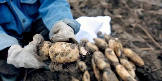 入末伏后,有钱没钱,建议:吃3白,忌1红,出伏不受苦为秋冬准备