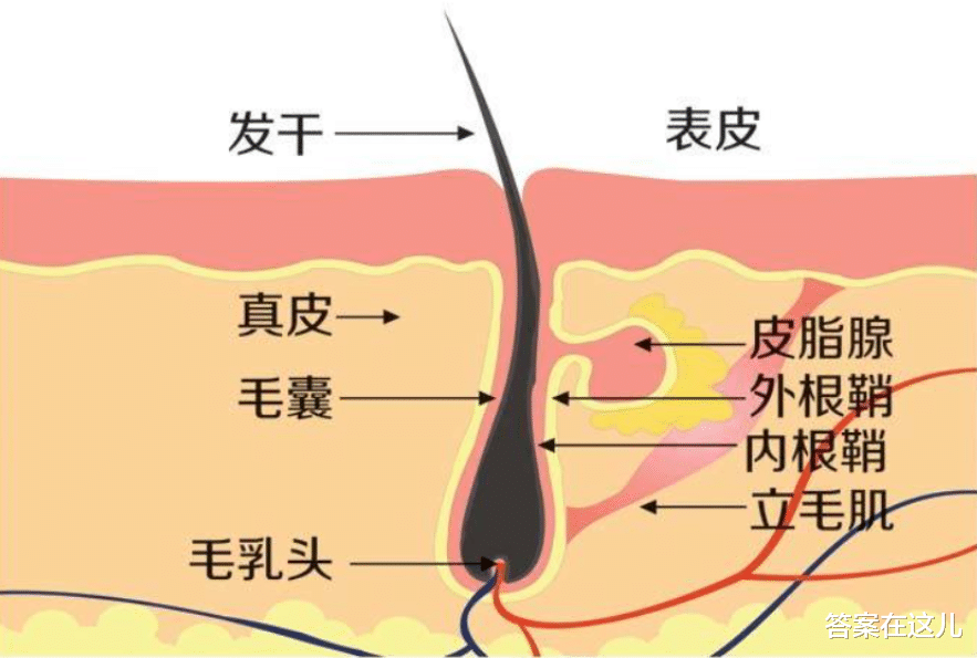 男性进化出胡须,是用来干什么的?达尔文至死也没搞明白这个问题