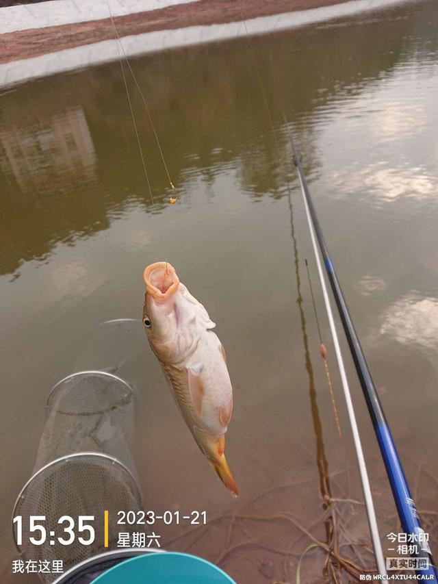 饵料|开竿鲤收竿鲫，红鲤中寻大鲫