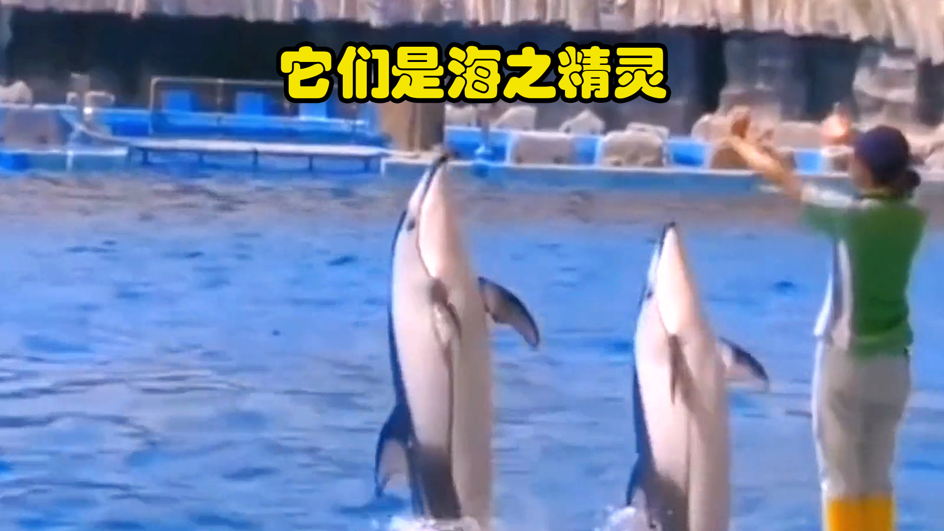 动物科普之海豚：它们是海之精灵，有很多次救助过人类
