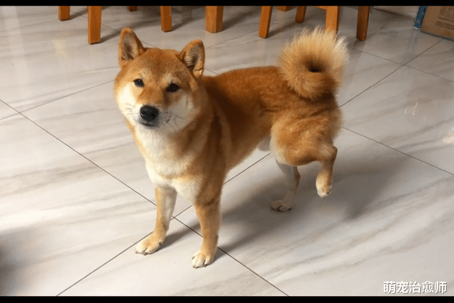 花400将瘸腿的柴犬送医院检查，却没任何毛病，医生：它是装的！