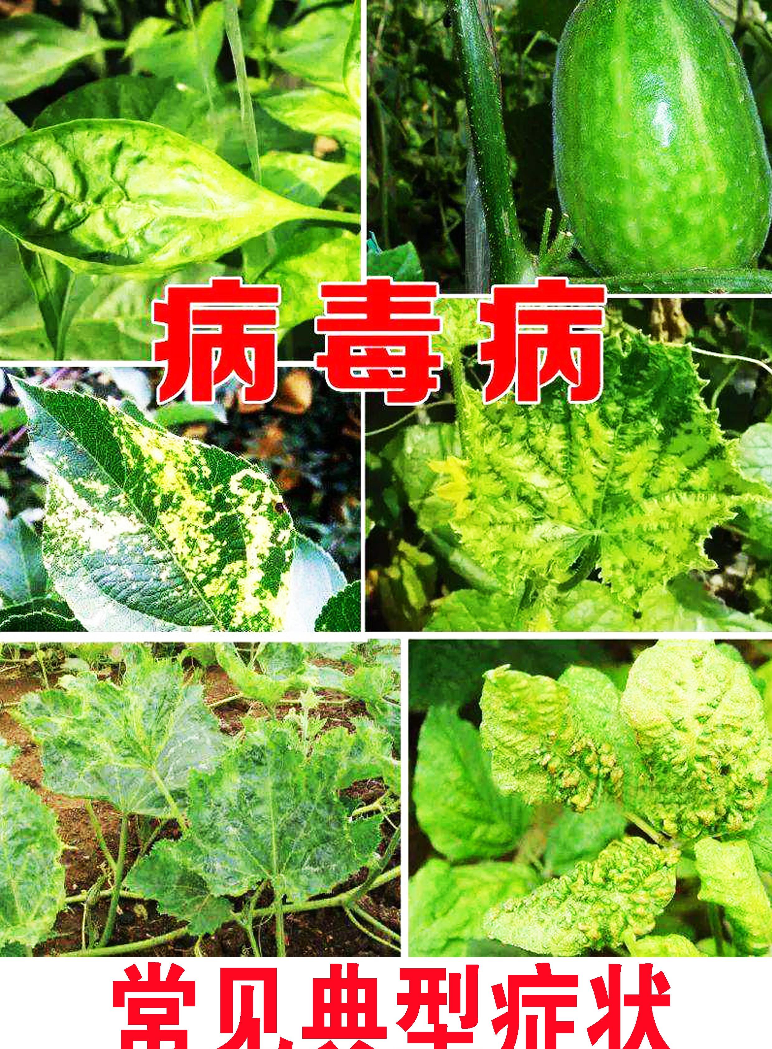 怎么诊断作物病毒病?如何区分病毒病与缺素症、病菌性病害?