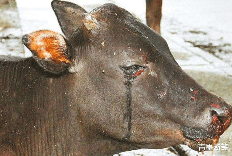 牛被杀时为何会流泪，真的是通人性吗？看完你就懂了