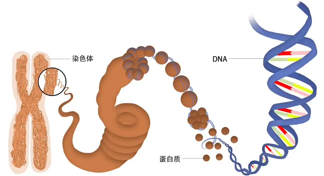 以男性来说，他们有哪些基因会世代传承下去，且只传给雄性后代？