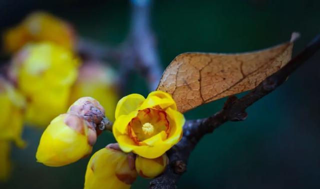 怎么拍好腊梅的照片?摄影师给你“打个样”,对照例图边看边学