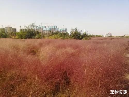 青岛市|青岛城阳区的旅游景点有哪些?有特色公园,古村古寺等,快去打卡