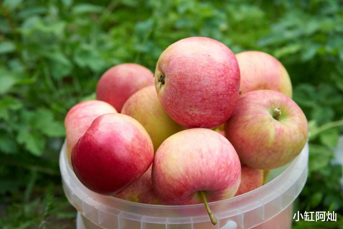 苹果|苹果加小米,营养又解馋,解决了很多人的烦恼,省钱又实用