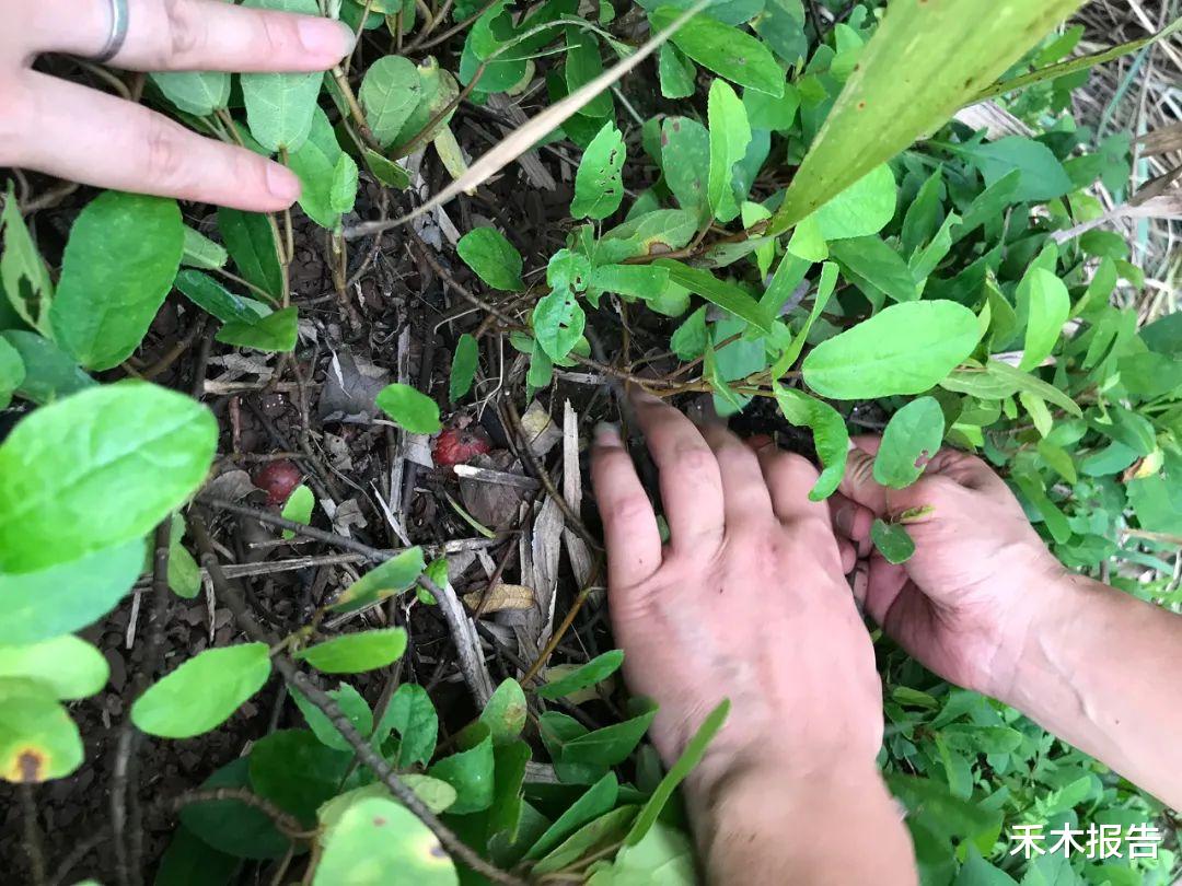 这野果即将成熟,童年抢着挖来吃,如今百元一斤成稀罕货,别错过