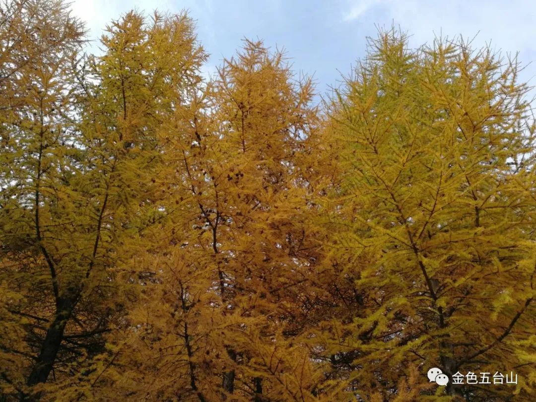 五台山|金色五台山，等你来相遇