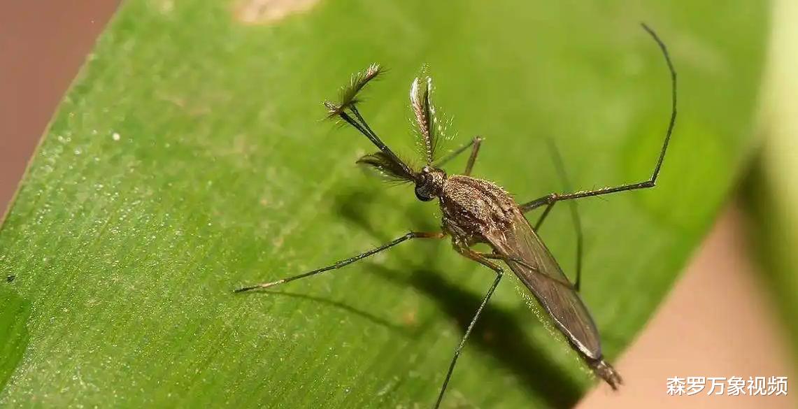 不顾反对！美国将向大自然投放24亿只转基因蚊子，意欲何为？