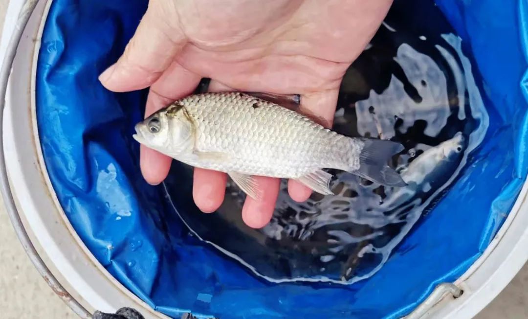 大板|黄金钓鱼季还在钓瓜子鲫？教你几个靠谱的方法，包你鲫鱼越钓越大