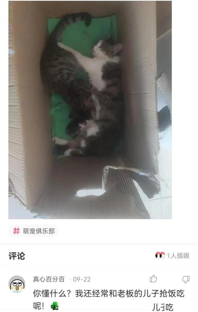 明星 “母猫刚下崽，公猫也去跟小猫抢吃的，怎么办？”哈哈哈哈哈