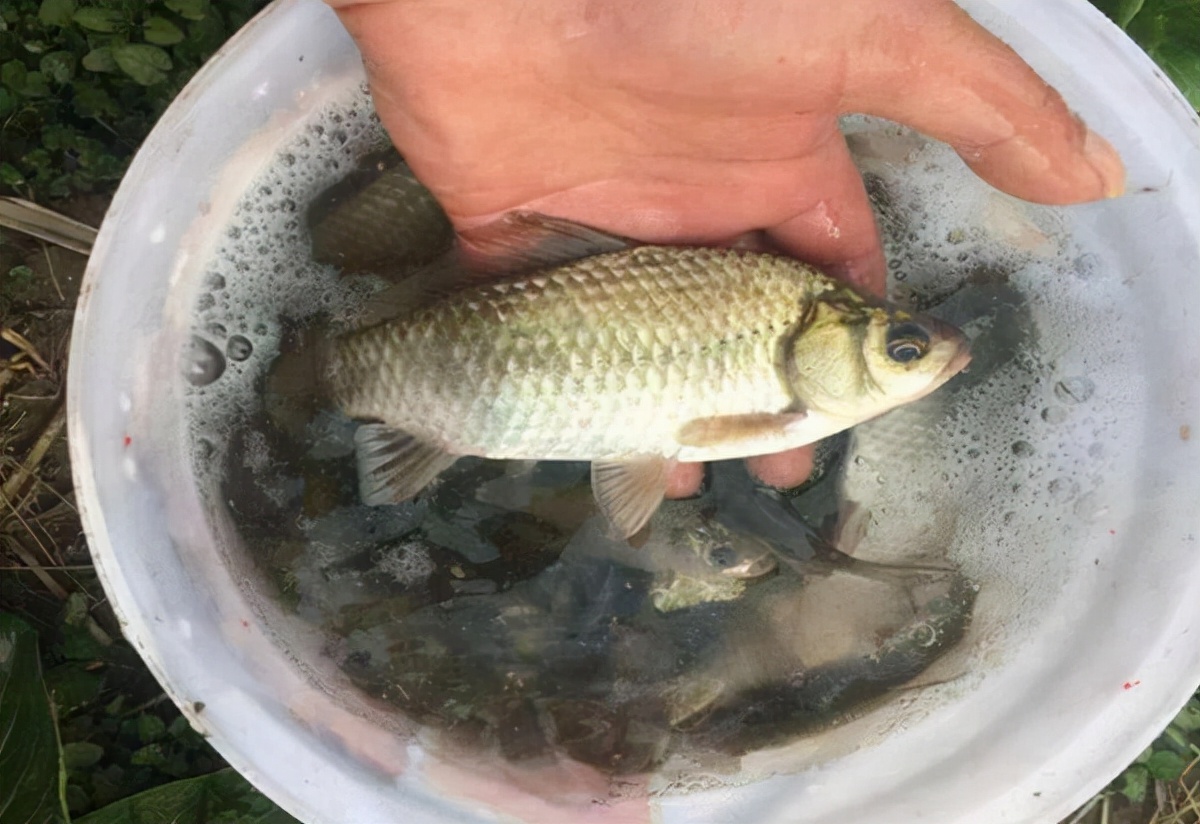 |惊蛰过后，野钓认准三个“黄金法则”，爆护的秘诀尽在其中