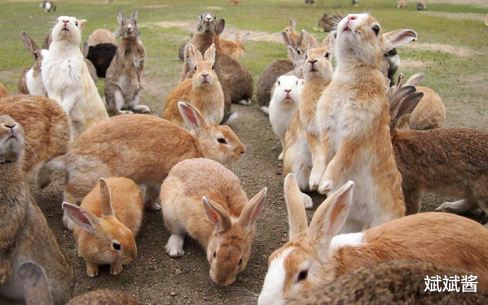 24只兔子去澳洲，为何能繁衍到百亿只？近亲繁殖为何“失效”？