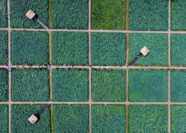 广西|又是一年赏荷季,荷都金湖莲叶田田