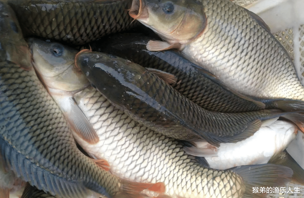 饵料|天气闷热鱼口差?夏季钓鱼,掌握这几招,新手也可连竿,鱼获翻倍