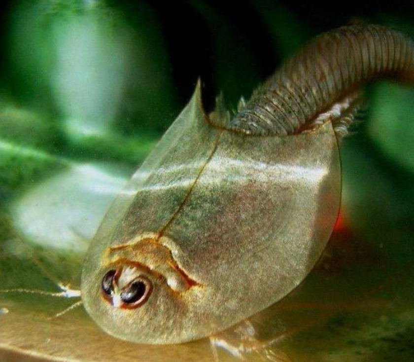 江苏小区发现2亿年前远古生物!俗称三眼恐龙虾,它有何价值?